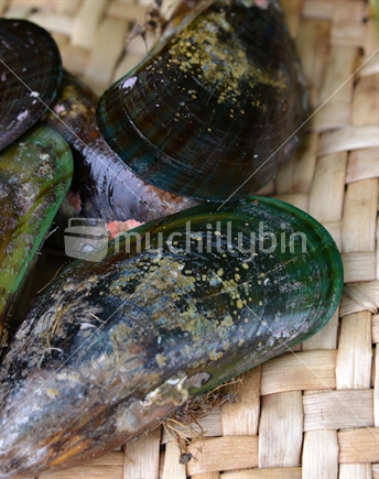 Fresh from the sea, green shelled mussels.