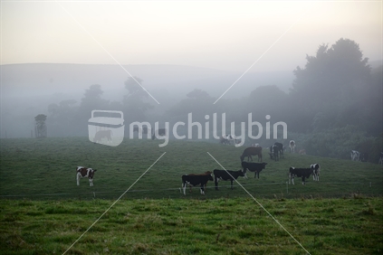 A herd of cows grazing, barely visible beneath  a blanket of mist in early morning light.
