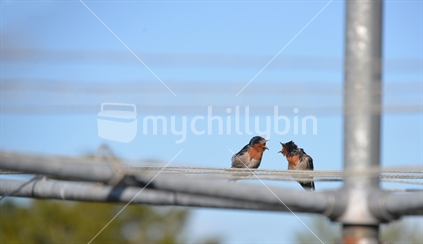 2 wet swallows having a discussion on a rotary clothes line.