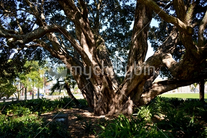 Dappled shade adds texture to the trunk and branches of a native Pohutukawa tree.