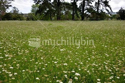 Carrot weed and clover flower amongst lush growth in a paddock closed for hay making.