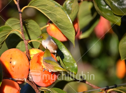 Native Tauhou White eyes enjoying ripe persimmon.