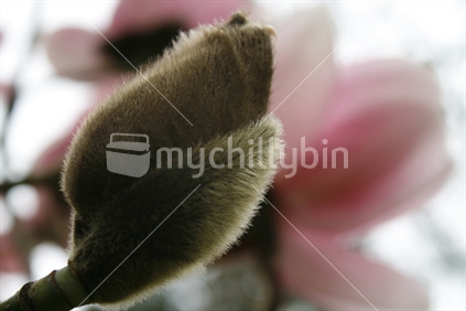 Closeup of the bud of a pink magnolia.