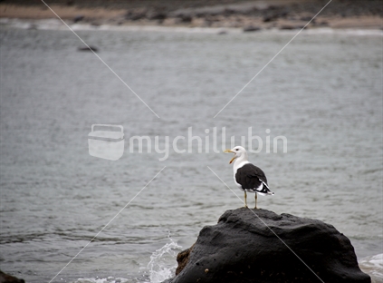 A mature blackback seagull, beak wide open singing? 