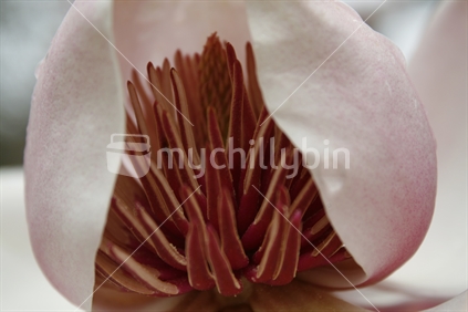 Closeup of a pink magnolia flower seed head, protected by petals