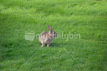 A wild rabbit alerted by a noise.