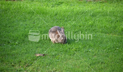 A wild rabbit grazing green grass.