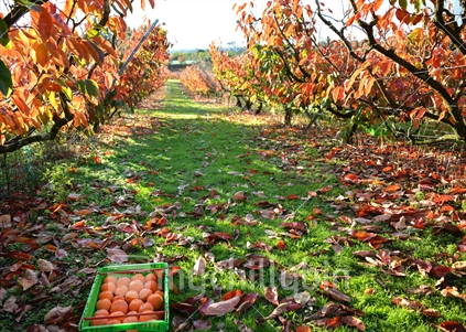 A persimmon orchard as seen from the roadside, with beautiful ripe persimmon, picked and packed ready for sale.