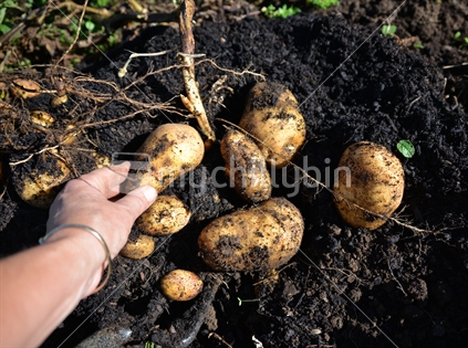 A womens hand reaching out to pick freshly dug potatoes.