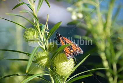 A newly hatched monarch butterfly drying on a swan plant pod in the sunshine.