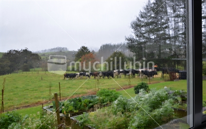 Streams of water running down window glass with a herd of cows in the background, huddling together with their backs to the driving rain.