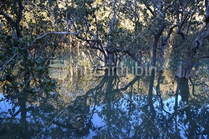Reflections of mangrove trees in calm waters in a tidal estuary.