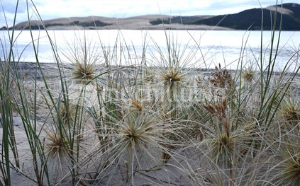 Tumbleweed on the beach at Opononi, with Hokianga Harbour and sandhills in the background.