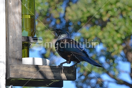 A Tui at a nectar feeding station Project Island Song, in Russell.