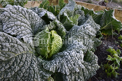 Heavy frost on a savoy cabbage.