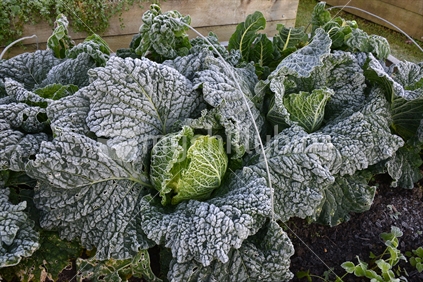 A Row Of Organic Savoy Cabbages Covered In Frost