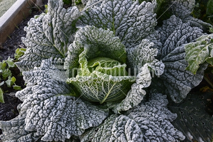 A young savoy cabbage covered with winter frost.