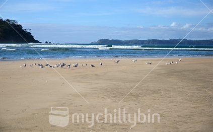 A gathering of birds at low tide on Whananaki sandy beach.