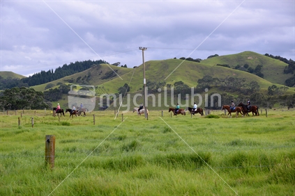 Horse trekking on a country road at Whananaki.