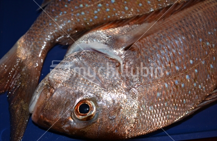 Closeup of fresh snapper on a blue tray.
