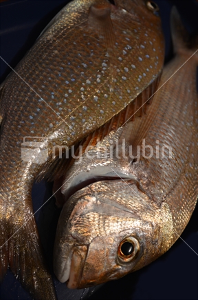 Closeup of fresh snapper on a blue tray.