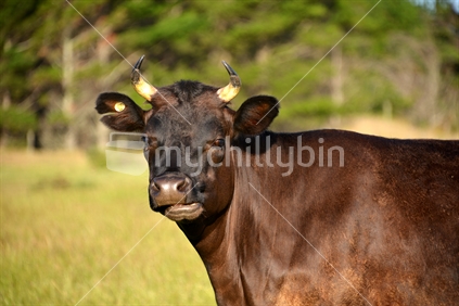 Short horn Jersey cross cow, chewing her cud