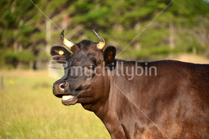 Short horn Jersey cross cow, seemingly talking