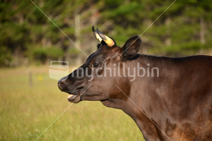 A short horn, Jersey cross cow chewing her cud in the afternoon sunlight, 