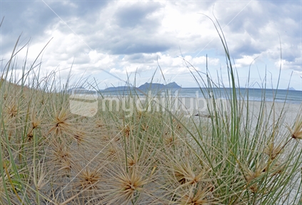 Bream Bay dunes with Mt Manaia in distance.  Taken with fisheye lens.
