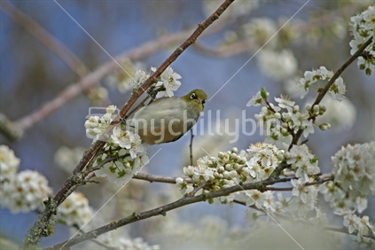 A wax eye enjoying nectar from spring blossoms