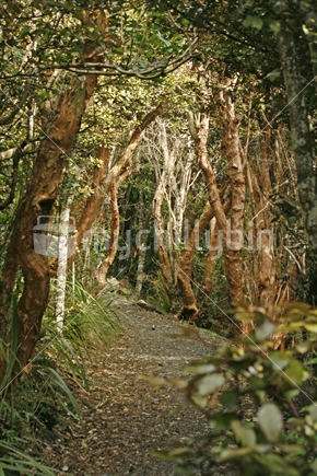 A natural arch of native trees create a canopy over the walkway leading up to Mt Cargill, Dunedin, Otago