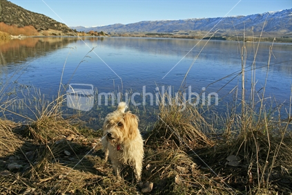 Jack Russell dog, standing at the head of Lake Dunstan, New Zealand