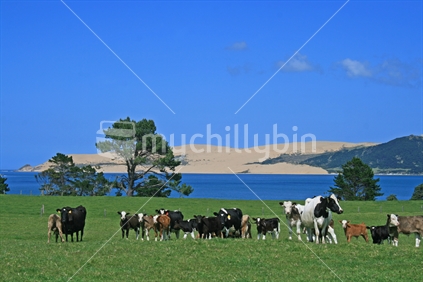 A herd of mixed breeding cows, calves and bull, grazing the green pasture on a coastal Northland farm. Opononi, Hokianga, New Zealand