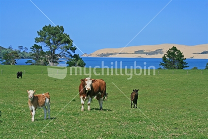 A hereford bull and calves grazing green pasture on a coastal Northland farm. Opononi, Hokianga