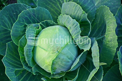 A single cabbage growing in a garden, with a few bite holes in leaves.
