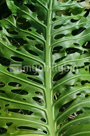 Detail of a Monstera Deliciosa or Fruit Salad plant leaf.