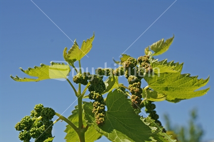 Bunches of juvenile grapes on a vine in a vineyard, with clear blue sky background.