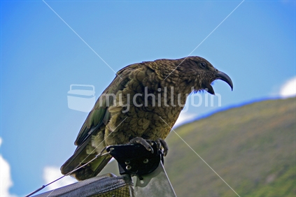Perched on the roof rack of a vehicle, a squawking kea, New Zealand.