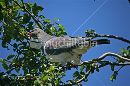 A native wood pigeon, Kereru, eating plums, New Zealand.