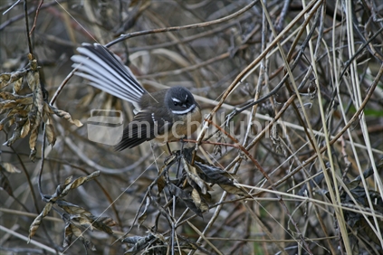 A native fantail, New Zealand.