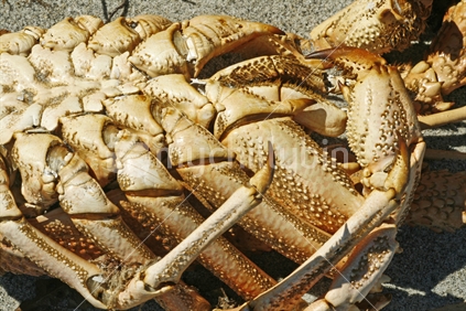 The shell of a large crayfish lying on the beach, New Zealand.