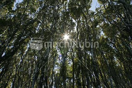 A sunburst through a thick stand of Kahikatea trees on the West Coast of the South Island, New Zealand.