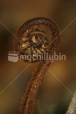 Koru or new frond of a native fern.