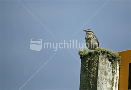 Skylark, standing on a lichen covered signpost, New Zealand.