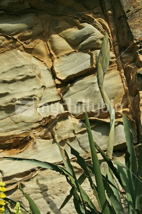 A budding flax stalk against a clay stone cliff background