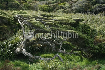 A mature Manuka tree that has been windblown by constant winds, flattening and elongating new growth.  Catlins, South Island, New Zealand.
