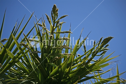 Young leaves and new buds of a cabbage tree with clear blue sky backdrop.