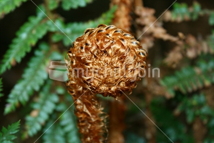 Iconic New Zealand symbol, the satin texture of a new frond or Koru of a native fern.