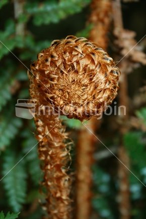 Iconic New Zealand symbol, the satin texture of a new frond or Koru of a native fern.