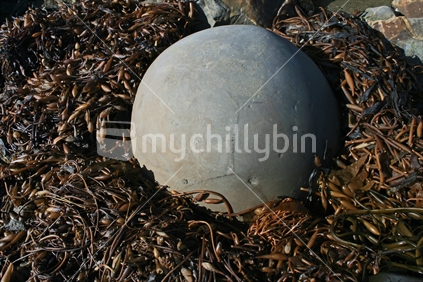 A new, round and smooth boulder surrounded by a nest of seaweed on Moeraki Beach, Otago, South Island, New Zealand.